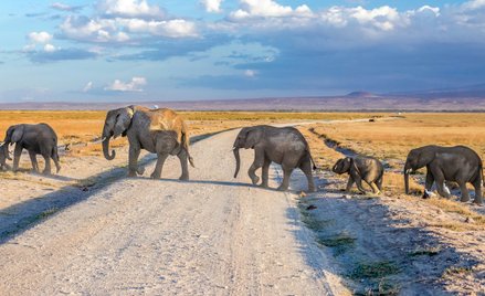 Zdaniem autorów publikacji, ludzie zajmują coraz częściej wkraczają na terytoria będące siedliskami 