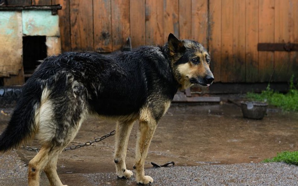 Znęcanie się nad zwierzętami: coraz więcej spraw w sądach, coraz wyższe kary