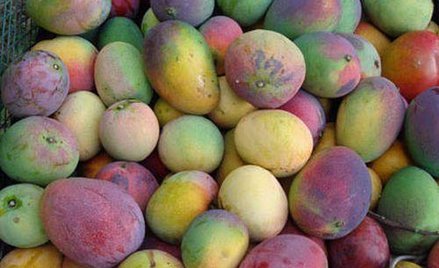 Raj dla smakoszy mango