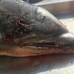 Martwy delfin z przebitą głowa. Nagroda za informacje