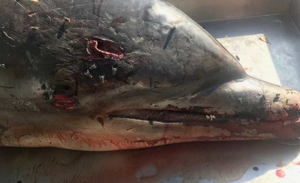 Martwy delfin z przebitą głowa. Nagroda za informacje