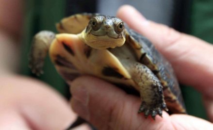 Słońce jest kompasem dla żółwi słodkowodnych