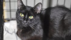 Barakuda – jedna z podopiecznych Schroniska na Paluchu