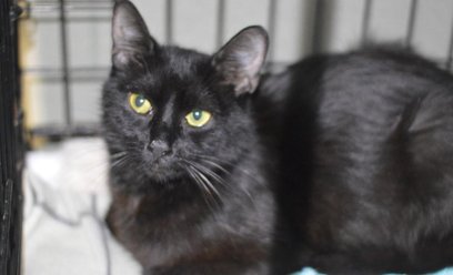 Barakuda – jedna z podopiecznych Schroniska na Paluchu