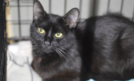 Barakuda – jedna z podopiecznych Schroniska na Paluchu