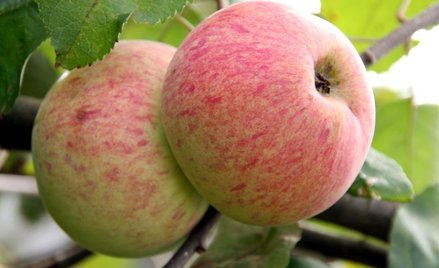 Czy tak ratować sadowników? Cydr dzieli rząd