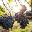 Władze regionu Bordeaux planują dopuszczenie do upraw tak zwanych hybrydowych odmian winorośli, odpo