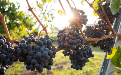 Władze regionu Bordeaux planują dopuszczenie do upraw tak zwanych hybrydowych odmian winorośli, odpo