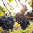 Władze regionu Bordeaux planują dopuszczenie do upraw tak zwanych hybrydowych odmian winorośli, odpo
