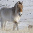 Koń Przewalskiego to jedyny dziko żyjący przedstawiciel rodziny koniowatych