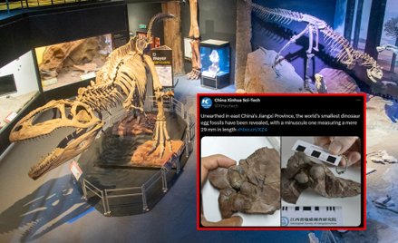 W Chinach odkryto najmniejsze jak dotąd skamieniałości jaj dinozaura