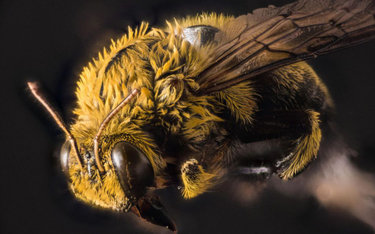 Wirusy niszczą pszczele roje