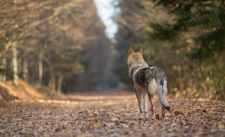 Zdaniem specjalistów wilki hybrydowe występują właściwie w każdym europejskim kraju, w którym jest t