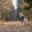 Zdaniem specjalistów wilki hybrydowe występują właściwie w każdym europejskim kraju, w którym jest t