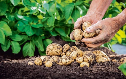 636 tys. ton zebranych ziemniaków daje Wielkopolsce dopiero trzecie miejsce w kraju.