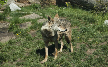 Norwegia zawiesza polowania na wilki