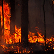 „Klimatyczny punkt zapalny”: pożary zombie niszczą Syberię