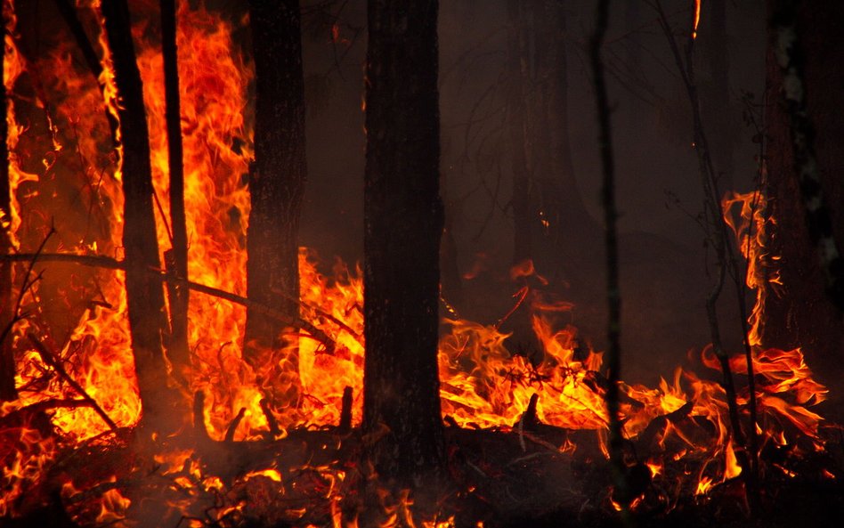 „Klimatyczny punkt zapalny”: pożary zombie niszczą Syberię