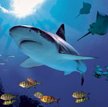 W londyńskim Aquarium można zobaczyć m.in. żarłacza białego, zwanego rekinem ludojadem, który jedną 
