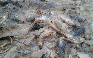 Setki kilogramów ryb wyrzucone w środku lasu
