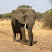 Zimbabwe: Co najmniej 55 słoni zginęło z powodu suszy