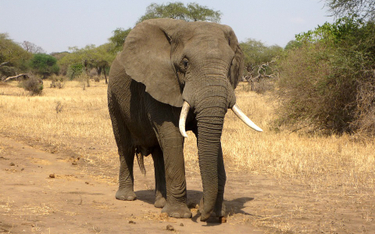 Zimbabwe: Co najmniej 55 słoni zginęło z powodu suszy