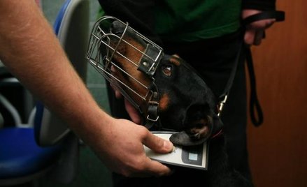 Trybunał: za brak czipa można ukarać