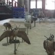 Katarski książę uwolniony w Iraku