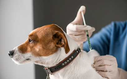 Koronawirus. Chile: Weterynarze podawali ludziom szczepionki dla psów