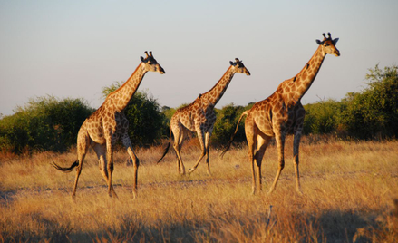 Wyjazd na safari w pięciu krajach bez formalności? Nadchodzi afrykańskie Schengen