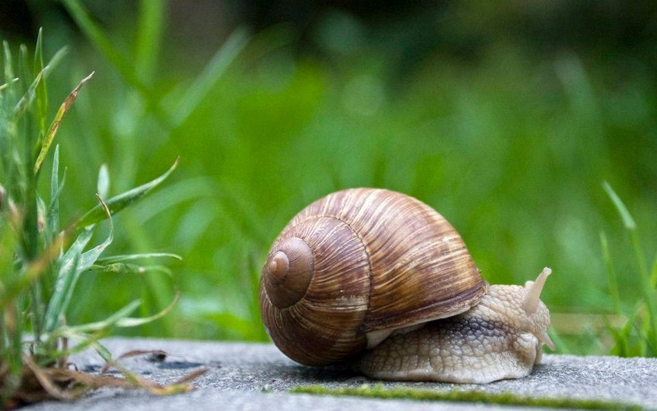 Ślimaki strawą żeglarzy z Pirenejów