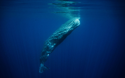 Wieloryby mogą żyć ponad 200 lat, rekiny 300. Ale długość życia człowieka można zwiększyć o rząd wie