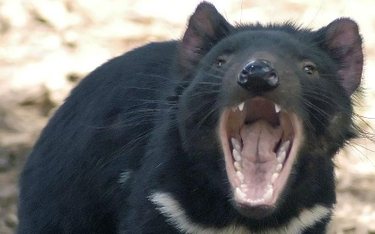 Diabły tasmańskie to największe współcześnie żyjące mięsożerne torbacze. Są wielkości małego psa / W