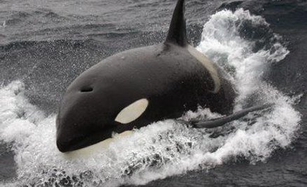 W wodach Antarktyki żyje ok. 16 tys. gatunków zwierząt