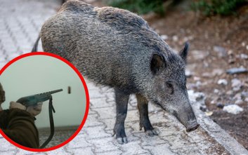 Urząd apeluje do mieszkańców o zachowanie szczególnej ostrożności w pobliżu rejonu polowań