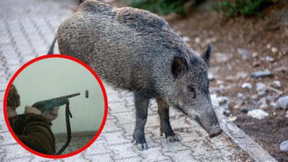 Urząd apeluje do mieszkańców o zachowanie szczególnej ostrożności w pobliżu rejonu polowań