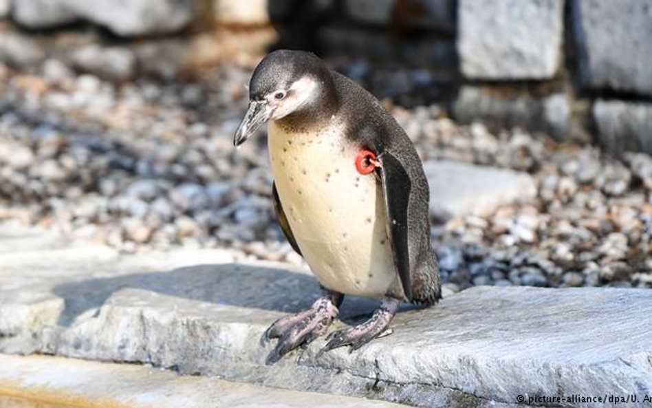 Niemcy: Giną zwierzęta z ogrodów zoologicznych