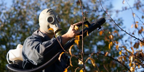 Korowódka dębówka coraz częściej w Polsce. Biolog tłumaczy, 