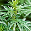 Financial Times: Albania zabrała się do zwalczania marihuany