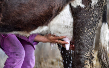 W Chinach sklonowano trzy wysoko wydajne "super krowy"