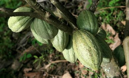 Lepsze czasy dla plantatorów kakao