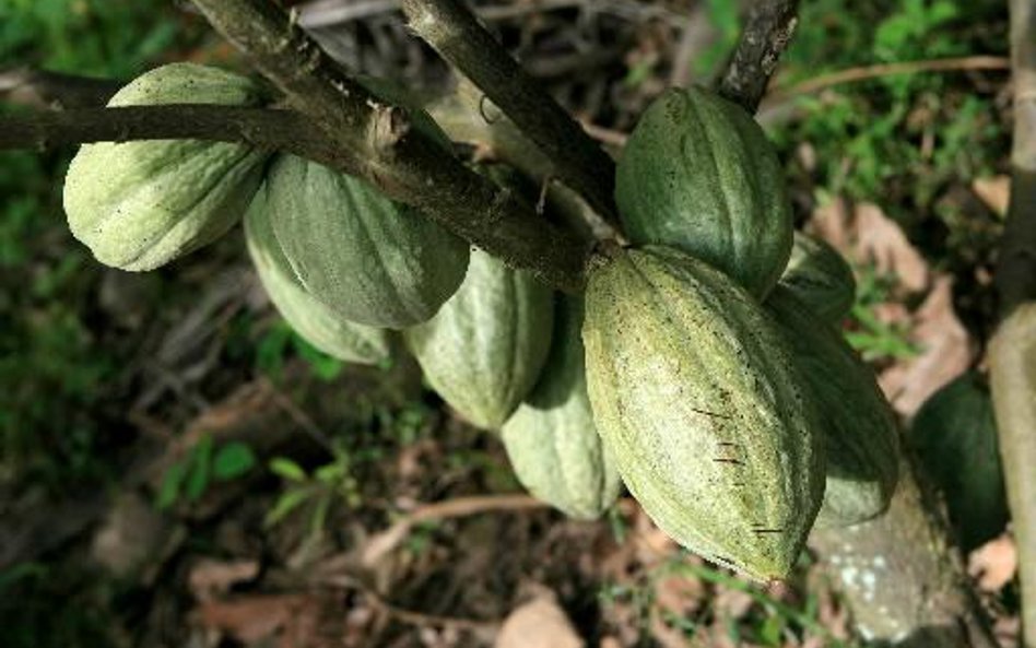 Lepsze czasy dla plantatorów kakao