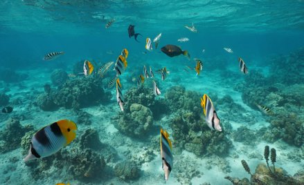 Pacyfik: Do końca wieku wyginie 80 proc. gatunków ryb?