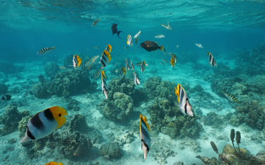 Pacyfik: Do końca wieku wyginie 80 proc. gatunków ryb?