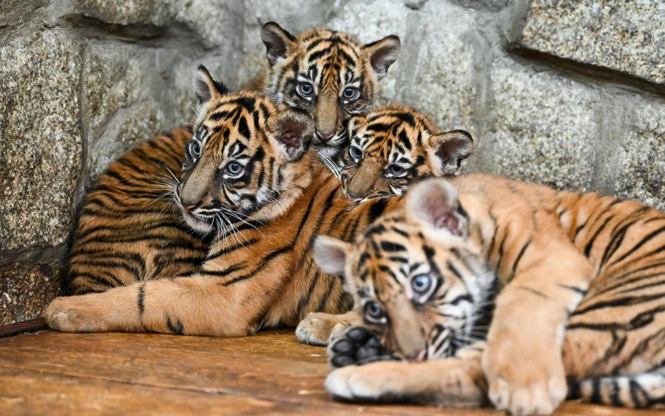 Młode tygrysy sumatrzańskie, które urodziły się we wrocławskim ogrodzie zoologicznym. To przedstawic