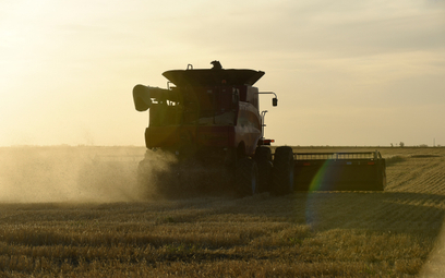 Argentyńska pszenica GMO zyskuje chętnych
