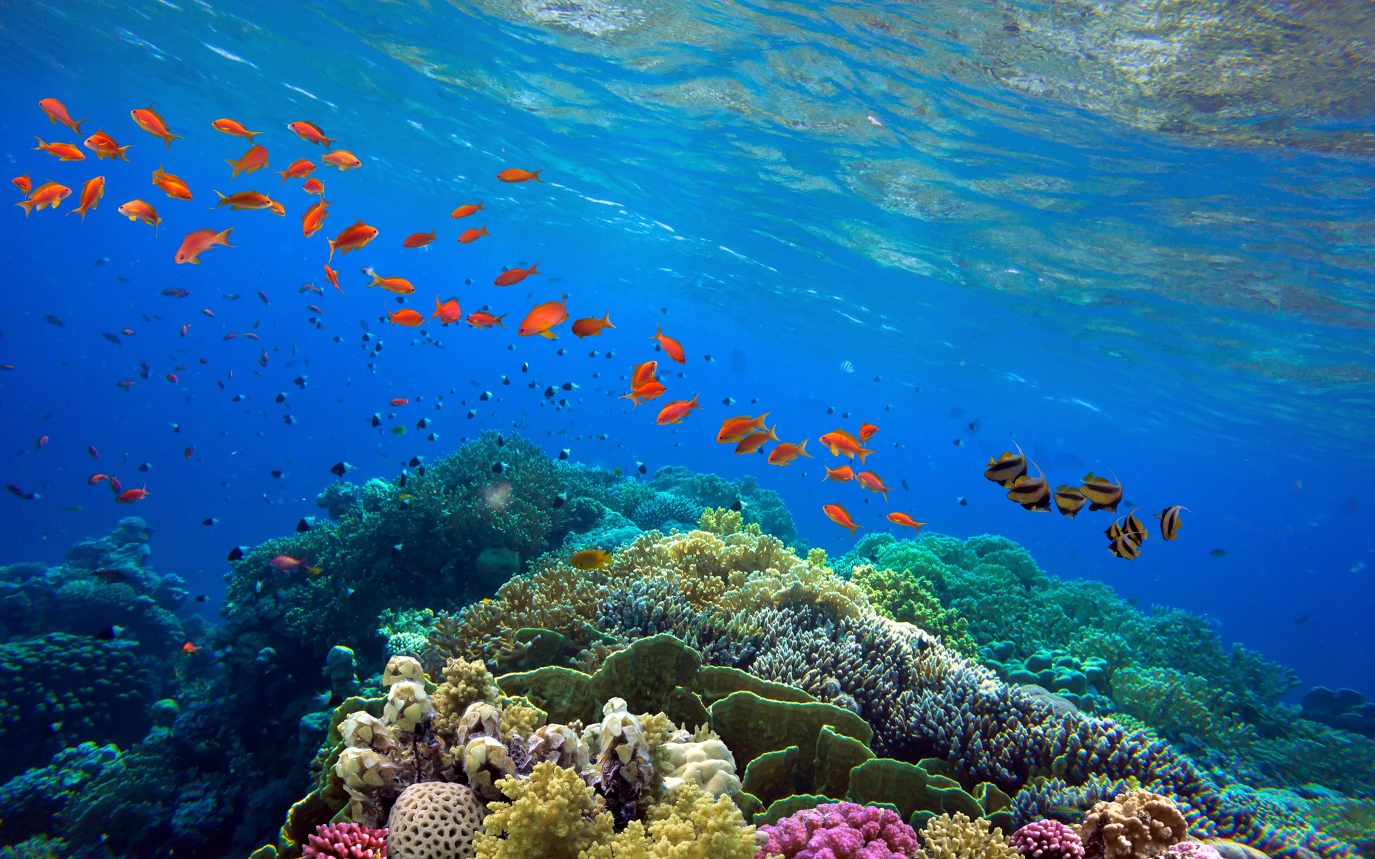 Hope for coral reefs damaged by climate change