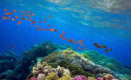 Australia blokuje dużą inwestycję miliardera, aby chronić Wielką Rafę Koralową