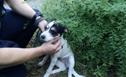 Właściciel tego psa zamknął go w nagrzanym aucie. Aby ratować zwierzę policjanci z Sopotu wybili szy