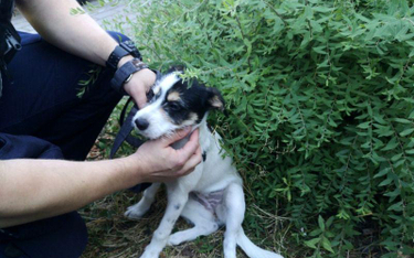 Właściciel tego psa zamknął go w nagrzanym aucie. Aby ratować zwierzę policjanci z Sopotu wybili szy